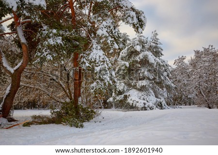 A large pine branch broken under the weight of snow in the city park