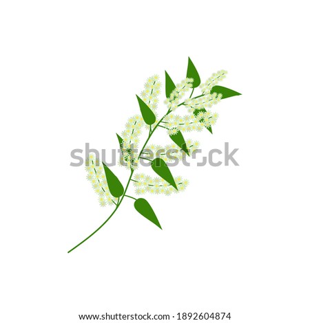 A branch of a bird cherry. Isolated floral element on a white background. Spring flowers, green leaves on a branch. For decorating compositions, frames, holiday bouquets or online flower shop. Vector.