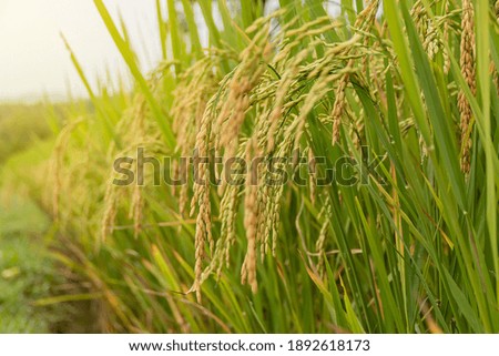 Close up of yellow green rice field rainy season in Thailand.