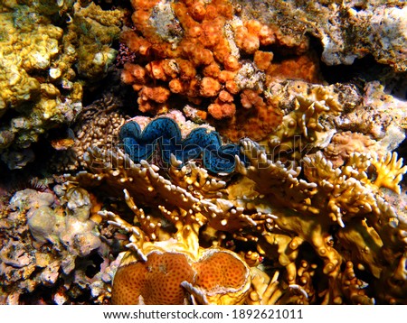 Tropical colorful reef and vivid small blue giant clam (Maxima clam - Tridacna maxima). Healthy coral reef, underwater photo from snorkeling. Blue clam and various corals, travel picture.