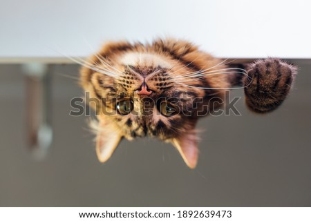 Cute charcoal bengal kitty cat laying on the white table looking down and relaxing.