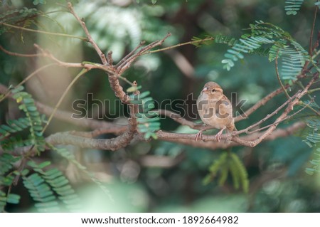 A sparrow sitting on a branch