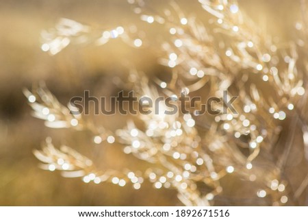 Blurred natural background. Nature blur background and sunlight.