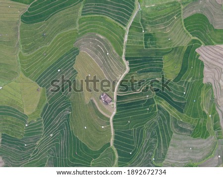 aerial panorama of agrarian rice fields landscape in the village of Semarang, Central Java, like a terraced rice fields ubud Bali Indonesia