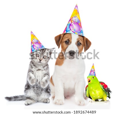Group of pets wearing party's hats sit together. isolated on white background.