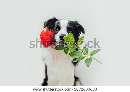 St. Valentine's Day concept. Funny portrait cute puppy dog border collie holding red rose flower in mouth isolated on white background. Lovely dog in love on valentines day gives gift Royalty-Free Stock Photo #1892680630