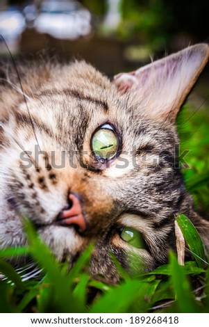 Maine Coon black tabby cat with green eye lying on grass. Macro 