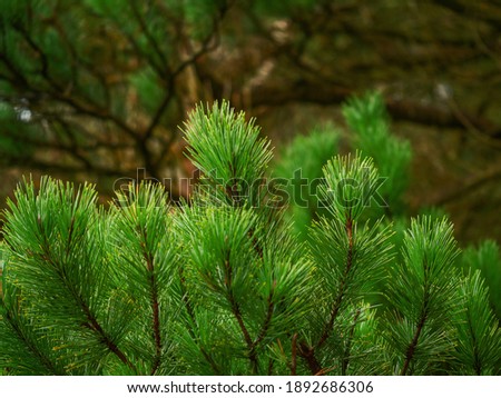 Fresh bright green fir tree branch with needles in a forest. Nature background