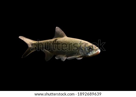 Tarpon fish on black background