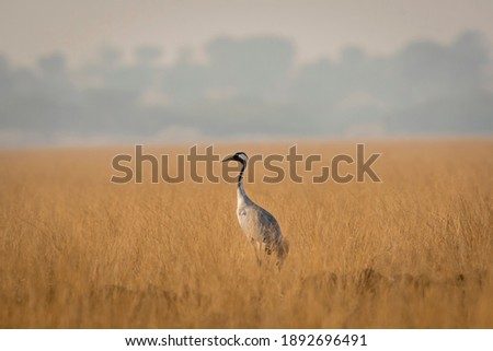 Demoiselle crane or Grus virgo in open grassland or field during winter migration at Tal chhapar sanctuary rajasthan India Royalty-Free Stock Photo #1892696491
