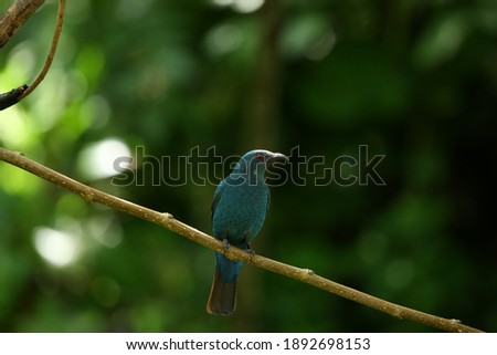 Asian Fairy Bluebird in the natural