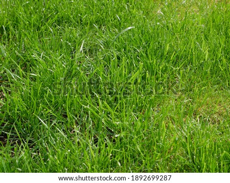 Green grass texture. Field, lawn or meadow background.