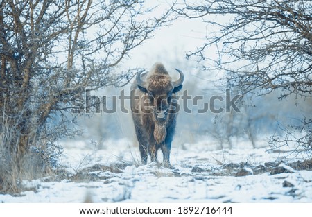 European bison resting on a snow meadow, the best photo.