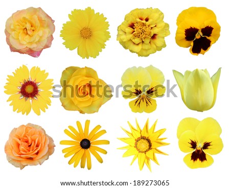 set of 12 beautiful yellow flowers, rose, tulip, marigold, gaillardia, zinnia, gazania and violet, isolated on white background Royalty-Free Stock Photo #189273065
