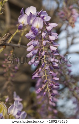 wisteria blooming