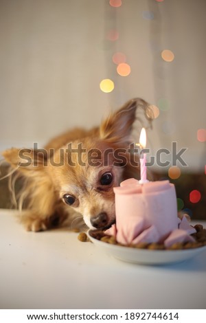 dog birthday and sausage cake with one burning candle
