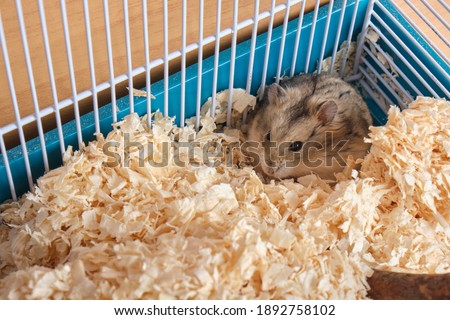 Dzungarian hamster in a cage with sawdust copy space