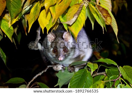 Native Australian ringtail possum sitting on a tree