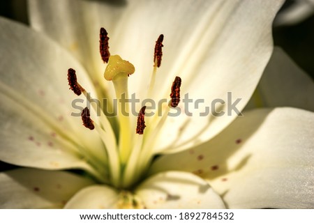 Extreme closeup of a white lily flower, full frame. Macro photography