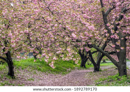 Magnolia tree in spring in Central Park, New York City