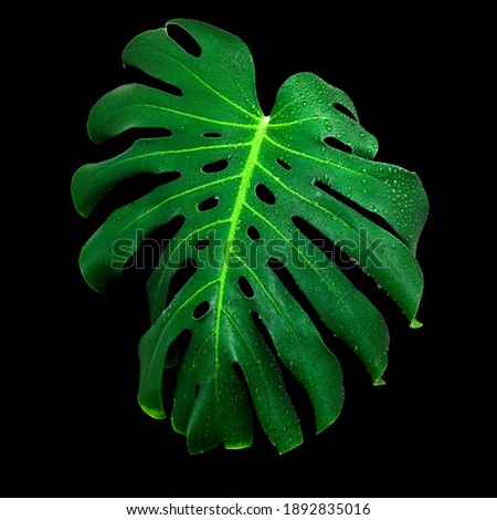 Green jungle leaf of monstera plant with drops of water isolated on a black background.