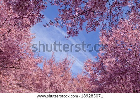 Cherry blossom trees in Flushing meadows corona park at New York City during spring. 
