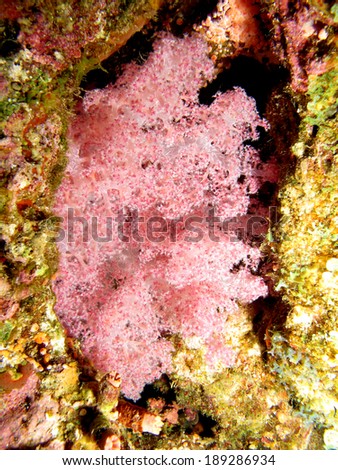 Pink litophyton soft coral (octocoral, cnidarian)