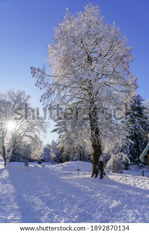 Spectacularly snowy trees on a sunny winter day, Valley Gardens, Harrogate, North Yorkshire, England, United Kingdom.