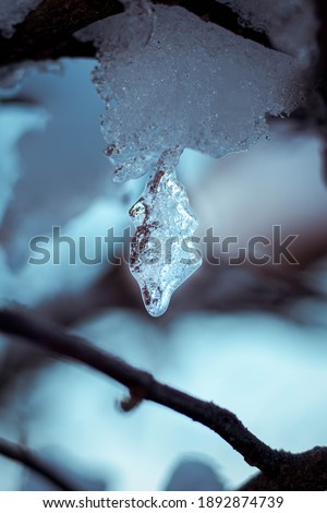 Random winter photos in nature: shoe in snow and random nature pictures