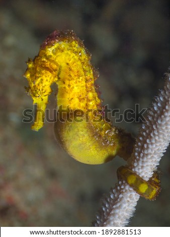 Pregnant yellow tigertail seahorse on a whip coral (Richelieu Rock, Surin National Park, Thailand) Royalty-Free Stock Photo #1892881513