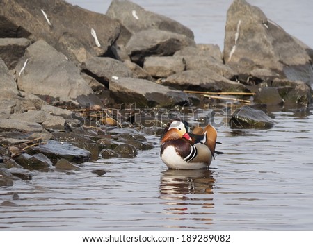 Mandarin duck with birds on the lake