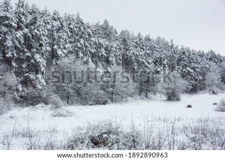 Snowy forest in idyllic winter landscape in Poland