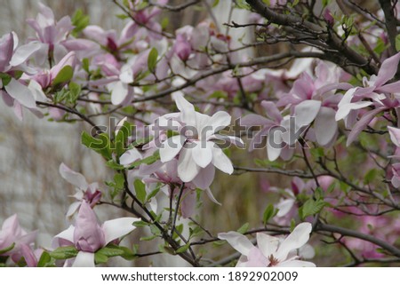 Nature Pink Magnolia Flower Tree Blossom