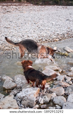 Adult black and red German Shepherd dog plays in water with friend small brown puppy mongrel. Dog games in fresh air in mountain river.