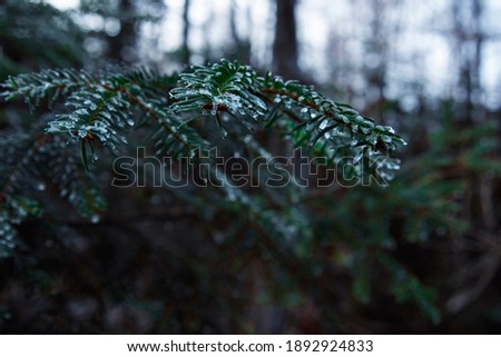 Macro photography of forest twigs. Dew drops on coniferous trees.