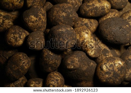 Fresh potato with traces of earth on the skin. dirty raw potatoes in large quantity, not washed. Harvest of fresh young potatoes. Lots of potatoes, in a pile. Close up of fresh organic potatoes.