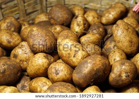 Fresh potato with traces of earth on the skin. dirty raw potatoes in large quantity, not washed. Harvest of fresh young potatoes. Lots of potatoes, in a pile. Close up of fresh organic potatoes.