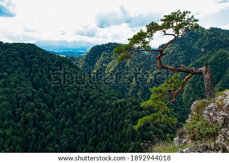An old relict pine on the top of Sokolica mountain. The pine in the picture currently has only one branch, the remaining branches were damaged in 2018, and probably at the turn of 2020 and 2021.