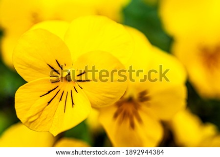A close up of yellow viola flowers.