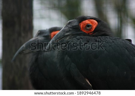 Picture of black birds in a park.