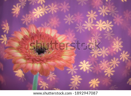 Spring flower. Pink gerbera, pink background with bokeh effect. Bokeh figures, hearts and flowers.

