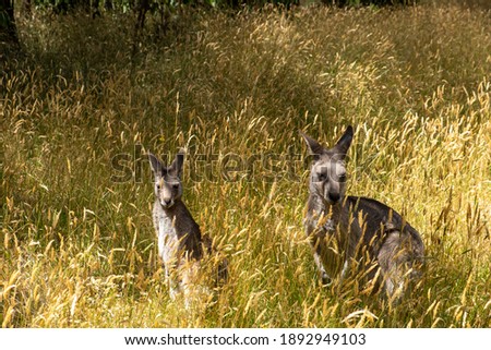 Two grey kangaroos in tall grass with shallow focus