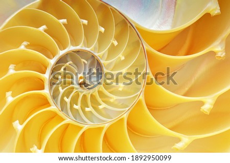 Close-up of a nautilus shell revealing its intricate patterns, textures, and details 