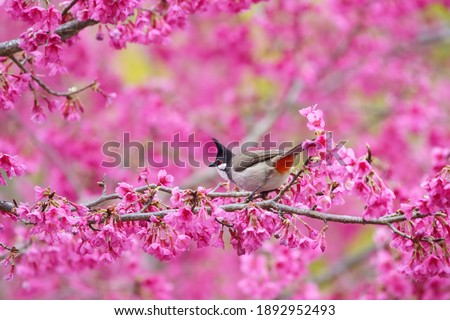 Red-whiskered bulbul (Pycnonotus jocosus) perching on cherry blossom branch, Chiang Mai in Thailand.
