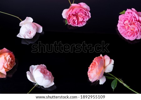 Pink roses on black background. Flowers composition. Frame made of romantic pink rose on black background. Flat lay