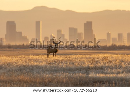 Mule deer against a background of Denver skyline