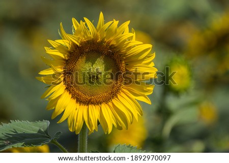 Portrait of a sunflower blossom