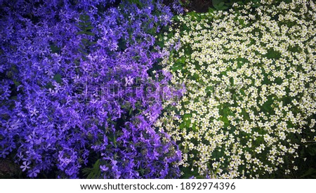 A mixture of purple and white small flowers in the summer garden.