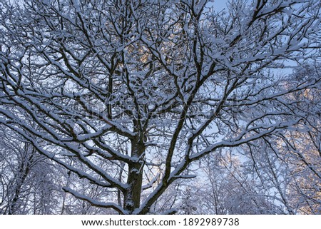 View to a large snow-covered tree in the Taunus - Germany against the blue sky