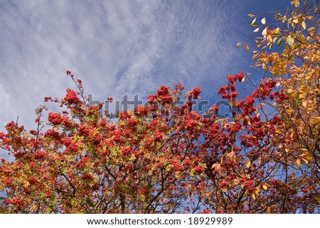 colorful autumn trees with a blue sky